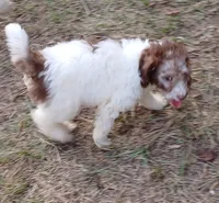 Polly, a female Miniature Labradoodle for sale in Butler, GA – 3 of 5