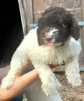 Peter Pan, a male Miniature Labradoodle for sale in Butler, GA – 3 of 8