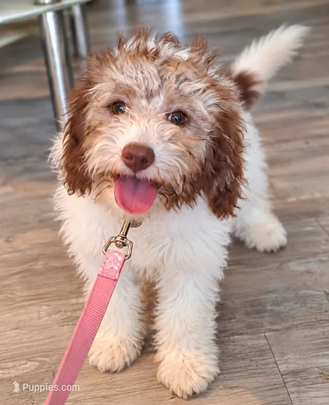 Polly – Miniature Labradoodle puppy for sale in Butler, GA