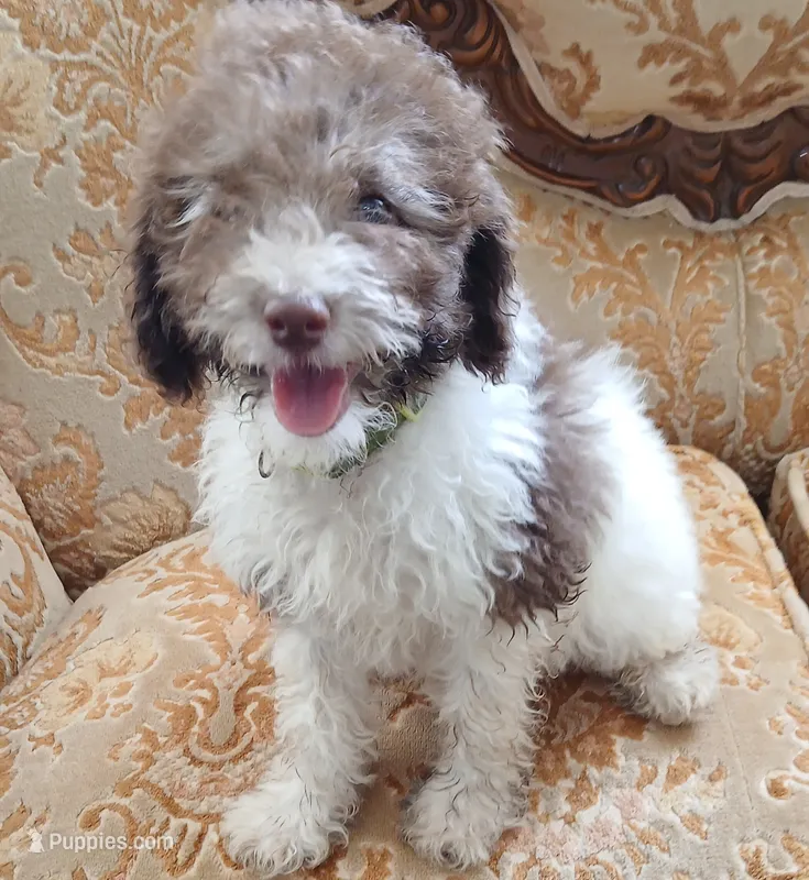 Papi – Miniature Labradoodle puppy for sale in Butler, GA