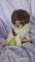 Papi, a male Miniature Labradoodle for sale in Butler, GA – 5 of 8