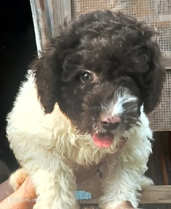 Peter Pan – Miniature Labradoodle puppy for sale in Butler, GA