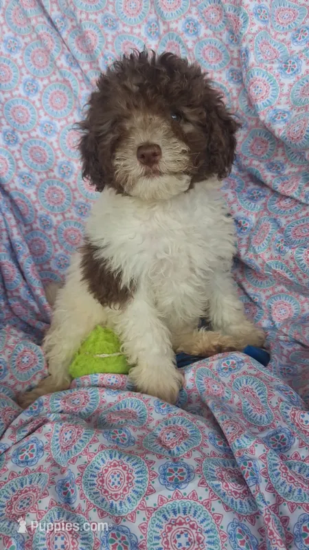 Papi – Miniature Labradoodle puppy for sale in Butler, GA