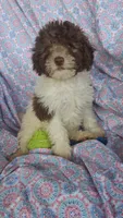 Papi, a male Miniature Labradoodle for sale in Butler, GA – 1 of 8