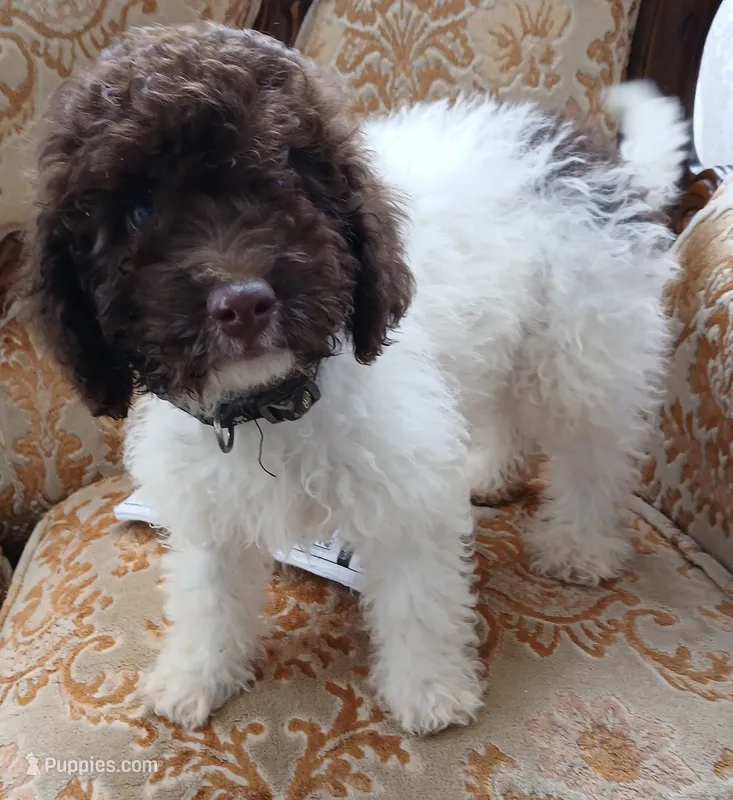 Pillsbury – Miniature Labradoodle puppy for sale in Butler, GA