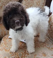 Pillsbury, a male Miniature Labradoodle for sale in Butler, GA – 1 of 8