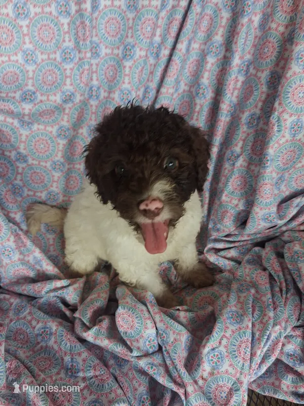 Peter Pan – Miniature Labradoodle puppy for sale in Butler, GA
