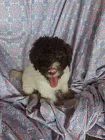 Peter Pan, a male Miniature Labradoodle for sale in Butler, GA – 1 of 7