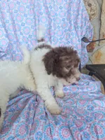 Polly, a female Miniature Labradoodle for sale in Butler, GA – 4 of 8
