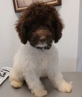 Pillsbury, a male Miniature Labradoodle for sale in Butler, GA – 2 of 8