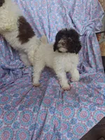 Pippin.  , a female Miniature Labradoodle for sale in Butler, GA – 6 of 10