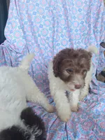 Polly, a female Miniature Labradoodle for sale in Butler, GA – 5 of 8