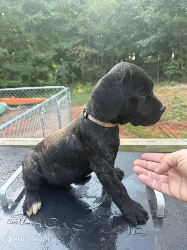 Brown – Cane Corso puppy for sale in Westminster, SC