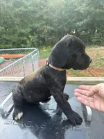 Brown, a male Cane Corso for sale in Westminster, SC – 1 of 4