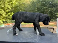 Black brindle , a male Cane Corso for sale in Westminster, SC – 2 of 4