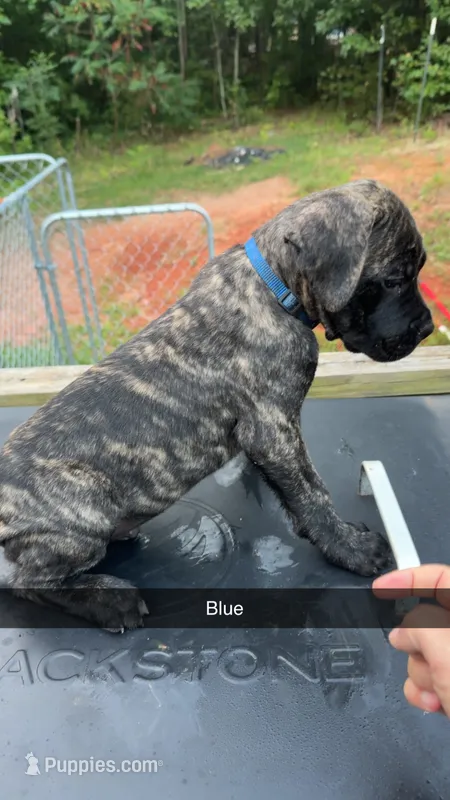 Blue – Cane Corso puppy for sale in Westminster, SC