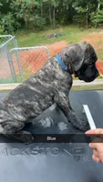 Blue, a male Cane Corso for sale in Westminster, SC – 1 of 3