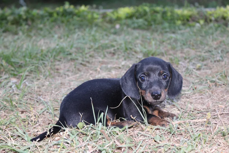 Black and tan  – Miniature Dachshund puppy for sale in Westminster, SC