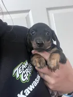 Black and tan , a male Miniature Dachshund for sale in Westminster, SC – Photo 3 of 6