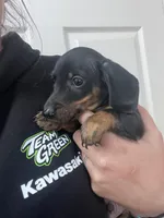 Black and tan , a male Miniature Dachshund for sale in Westminster, SC – Photo 4 of 6