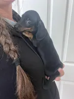 Black and tan , a male Miniature Dachshund for sale in Westminster, SC – Photo 5 of 6