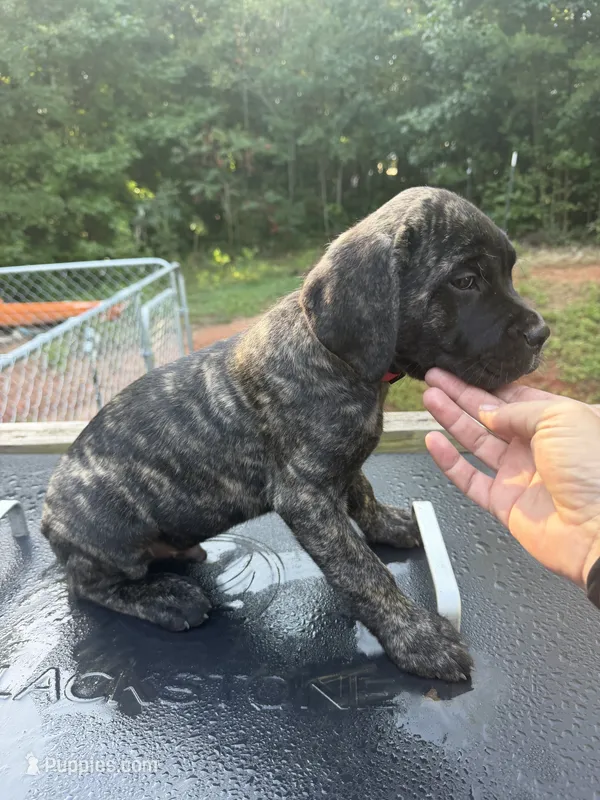 Red – Cane Corso puppy for sale in Westminster, SC