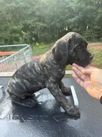 Red, a male Cane Corso for sale in Westminster, SC – 1 of 4
