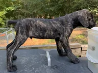 Brindle, a male Cane Corso for sale in Westminster, SC – 2 of 4