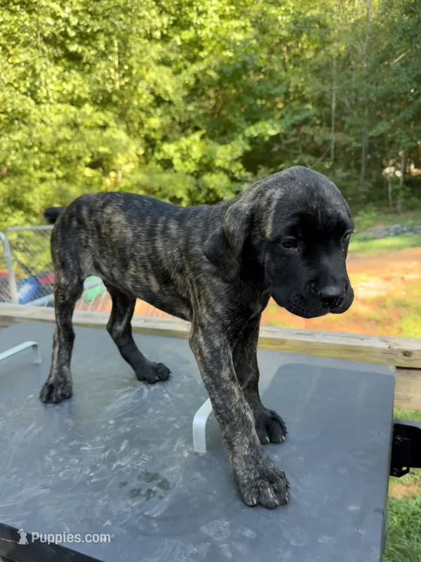 Brindle – Cane Corso puppy for sale in Westminster, SC