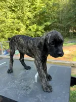 Brindle, a male Cane Corso for sale in Westminster, SC – 1 of 4
