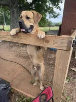 Grey, a male Cane Corso for sale in Westminster, SC – 3 of 3