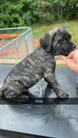 Grey, a male Cane Corso for sale in Westminster, SC – 1 of 3