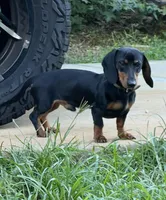 Black and Tan 1, a male Miniature Dachshund for sale in Westminster, SC – Photo 2 of 3