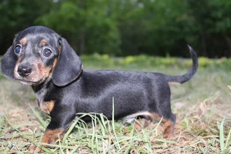 Black and Tan 1 – Miniature Dachshund puppy for sale in Westminster, SC