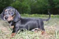 Black and Tan 1, a male Miniature Dachshund for sale in Westminster, SC – Photo 1 of 3