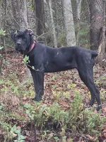 Purple, a male Cane Corso for sale in Westminster, SC – 1 of 3