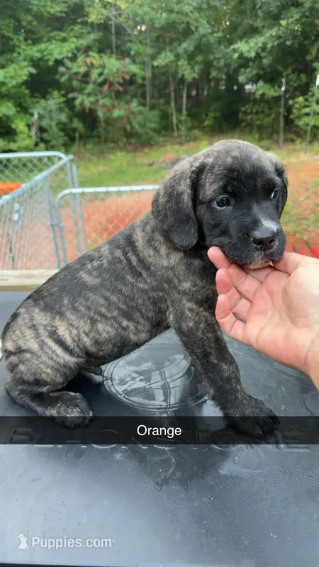 Orange – Cane Corso puppy for sale in Westminster, SC