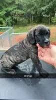 Orange, a male Cane Corso for sale in Westminster, SC – 1 of 3