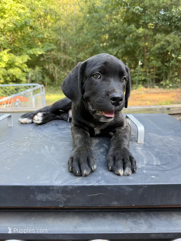 Black brindle  – Cane Corso puppy for sale in Westminster, SC