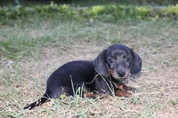 Black & Tan 2 , a male Miniature Dachshund for sale in Westminster, SC – Photo 2 of 4