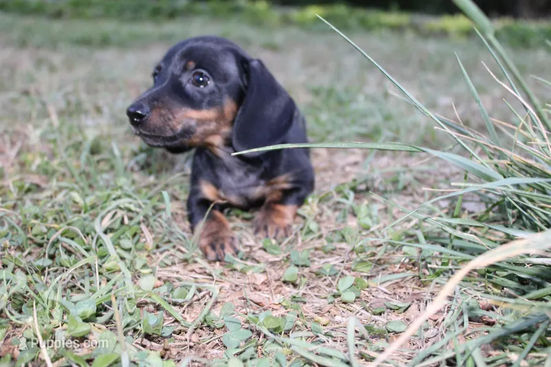 Black & Tan 2  – Miniature Dachshund puppy for sale in Westminster, SC