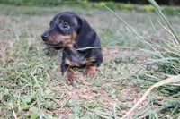 Black & Tan 2 , a male Miniature Dachshund for sale in Westminster, SC – Photo 1 of 4