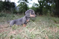 Blue & Tan, a male Miniature Dachshund for sale in Westminster, SC – Photo 2 of 5