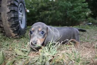 Blue & Tan, a male Miniature Dachshund for sale in Westminster, SC – Photo 3 of 5