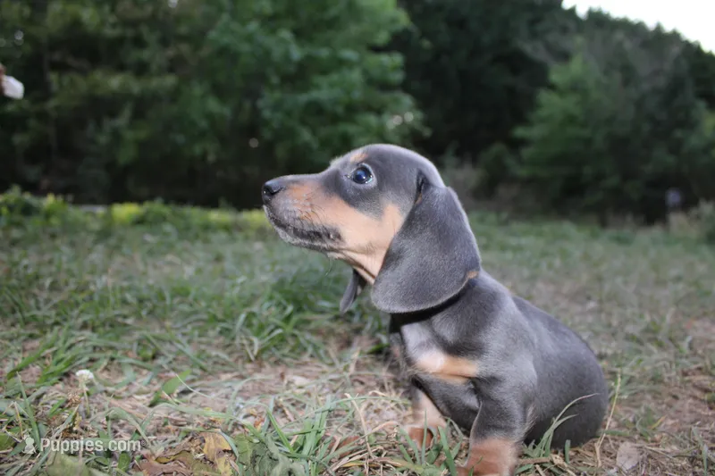 Blue & Tan – Miniature Dachshund puppy for sale in Westminster, SC
