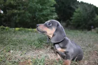 Blue & Tan, a male Miniature Dachshund for sale in Westminster, SC – Photo 1 of 5