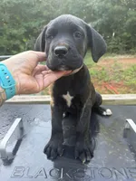 Brown, a male Cane Corso for sale in Westminster, SC – 2 of 4