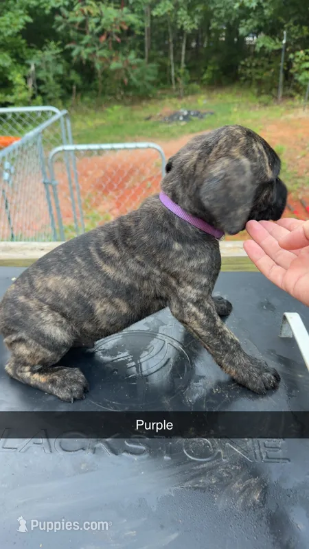 Purple – Cane Corso puppy for sale in Westminster, SC
