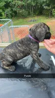 Purple, a male Cane Corso for sale in Westminster, SC – 2 of 3