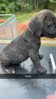 Yellow , a male Cane Corso for sale in Westminster, SC – 1 of 3